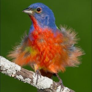 Meet your Posher, Algeria 🎉🥳